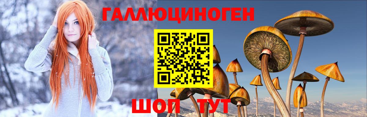 Галлюциногенные грибы Psilocybe Южноуральск